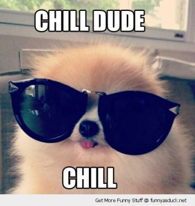 funny-chill-out-dog-sunglasses-pics