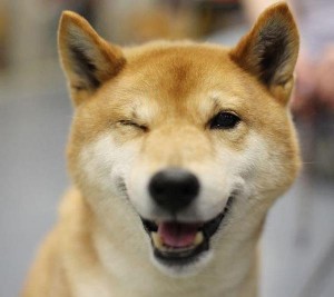 happy-dog-image